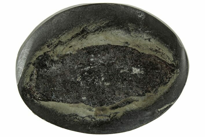 Polished Fish Coprolite (Fossil Poo) Nodule Half - Scotland #314888